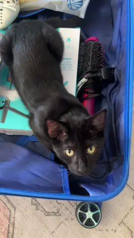 He knows I’m leaving 😭 #packingwithacat #packing #worktrip #magiclasvevas #boutiquetrip 