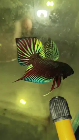 ภูเรือดิว่ะ😍 #ปลากัดภูเรือ #ปลากัดแก้มแดงภูเรือ #ปลากัด #ปลากัดป่า #ปลากัดเมืองหนองบัว 