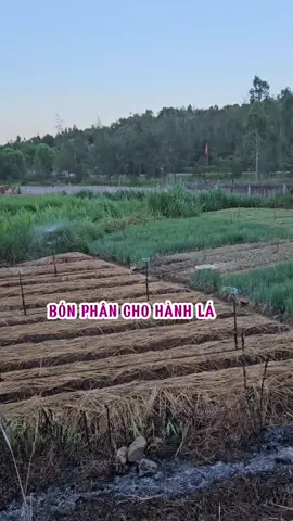 Bón phân cho hành lá xanh tốt. #loanlamvuon #trongrau #hanhla #tronghanhla #damca 