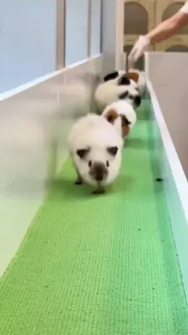 #guineapigs #guineapigsoftiktok #tiktok 