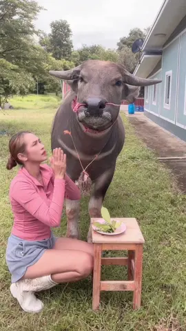 เจ้แม่่มุขเงินให้สามตัวตรง#น้องควายฉลาดแสนรู้ #viralvideo #DCRFarm #ซ้อมุเงิน 