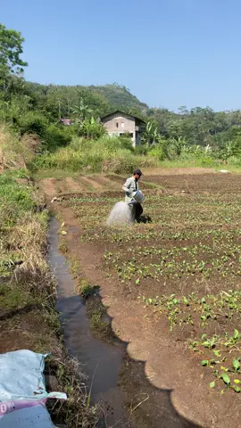 caisim usia 1-5 hst penyiraman manual 🦶🏻🤙🏻                                                      #petanimuda 