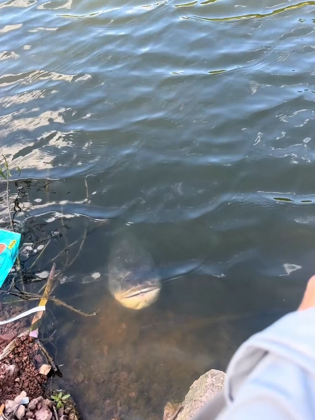 #funny #funnyvideos #fishinglife