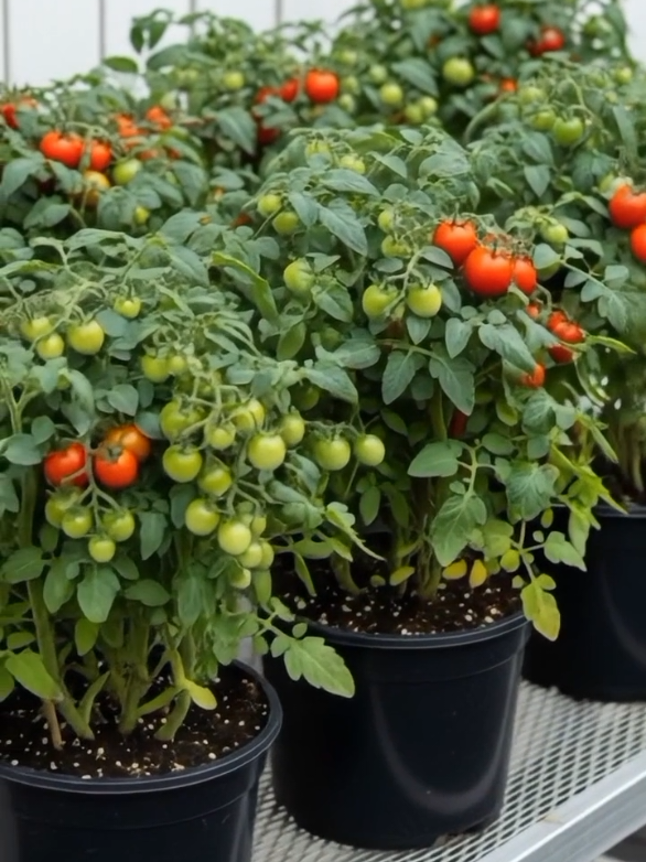BENIH TOMAT CHERRY MINI #benihtomatcherry #tomatcherrymini #tomatkerdil #benihsayuran #produkviralsaatini 