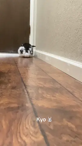 Kyo me atrapó con las manos en la masa ! 😆  he got me stalking him !!! #petlover #bunny #pet #rabbit #PetsOfTikTok 