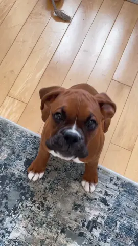 Funny and cute boxer dog #boxerdog #puppy #foryou #dogvideo 