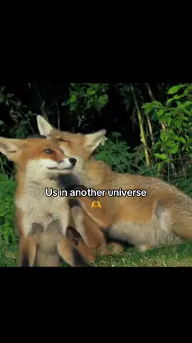 I’m the one biting you btw #redfox #fox #us 