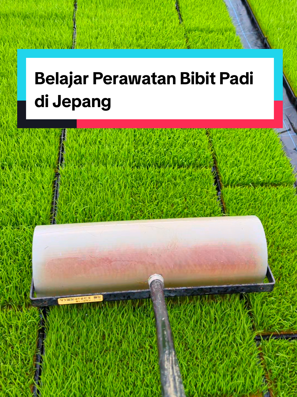 Sedikit berbagi ilmu tentang Pertanian Padi di Jepang, saya bekerja di perusahaan pertanian padi ini, sering ditugaskan untuk merawat bibit padi setiap musim tanam tiba. #pertanianjepang #padijepang #tokuteiginou #berasjepang #kerjadijepang 