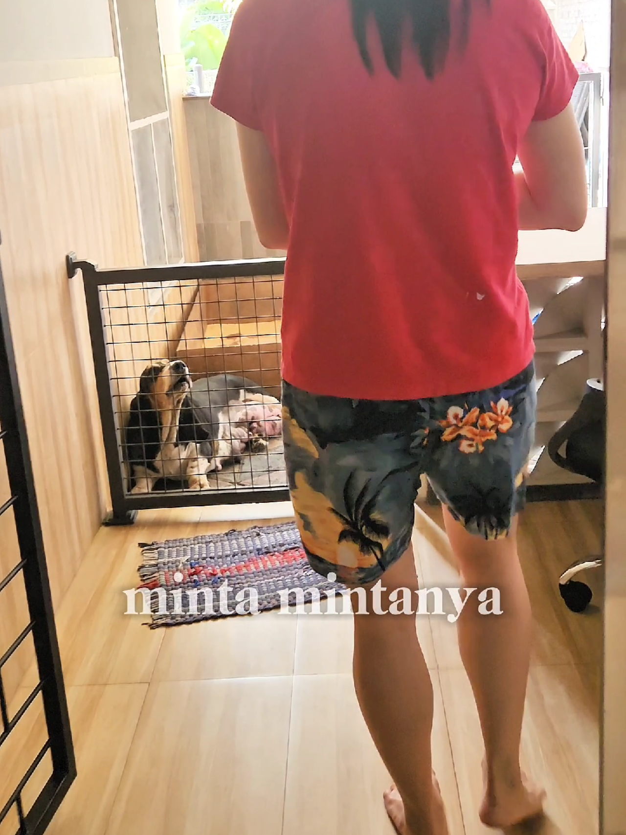 Minta nya sampe segtu nya sama anak2x nya kalau baru aja lahiran  #houseofhappybasset #hushpuppies #bassethoundsofinstagram #bassethound #bassethoundpuppy 
