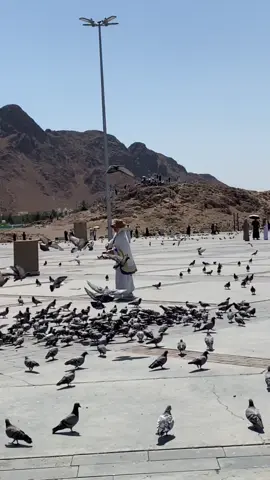 Masya allah, bisa memberi makan burung merpati disana🫶🏻 #makkahmadinah🕋 #umrahmemories #umrah2025 #jabaluhud #madinah 