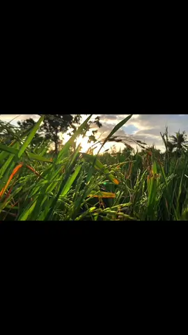 Vibesnya saat berada di sawah#sunset #senja #sasaklombok #lomboktiktok #lomboktiktok_fyp 