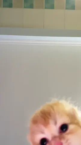 #cat #kitty #kitten #kittensoftiktok #catsoftiktok 