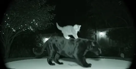 اصبحت مني قريبه #قد_الدنيا_بس_قالت ؟