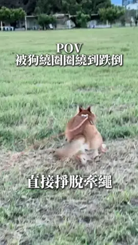 轉日遛狗是第二次被狗害跌倒！ 第二次在陌生人面前下ㄍㄨㄟˋ，這狗還要嗎：） #柴犬 #柴柴 #摳摳 #摳董 #狗狗 #小狗 #寵物 #寵物日常 #牽繩