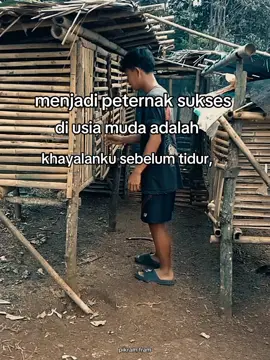 #hayna anak desa yang bercita2 ingin sukses dibidang peternakan#ayam Bangkok fyp