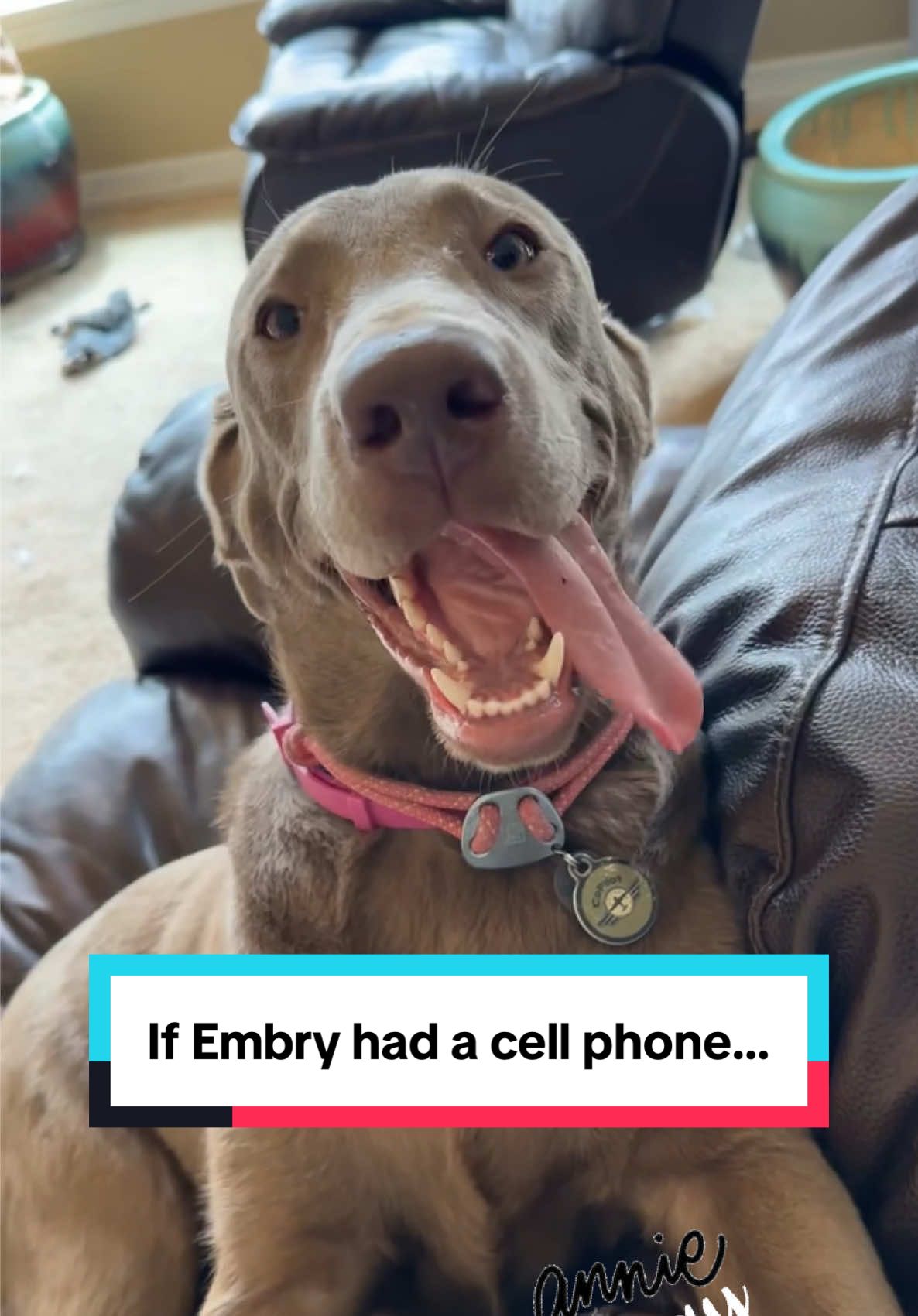 Meet our dog, Embry!  She loves people ❤️‍🔥 #mansbestfriend🐶  #anniemay 