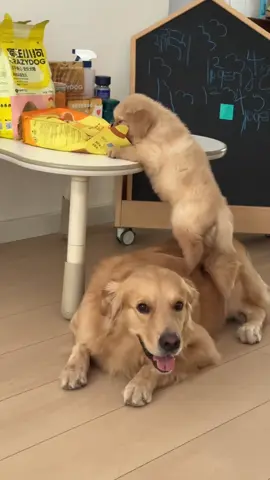 Động vật đáng yêu | Phần 153 #xuhuong #dog #pet #cute #petcute 
