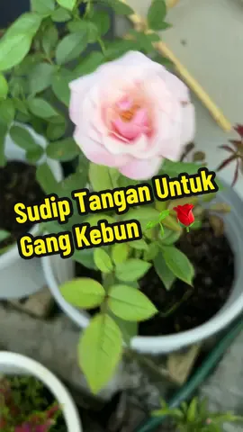 Betol la membaja pakai sudip tangan ni lagi senang nak membaja & menggebur tanah 🌹