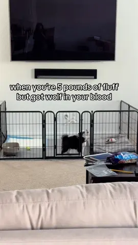 Howling like he runs the whole neighborhood 🔥 #pomskypuppy #miniwolf #huskylife #puppiesoftiktok #pomskylife 