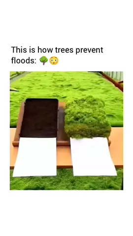 ☎️⬆️💯1️⃣ So, it is important to save trees to avoid floods.🌳 Trees and woods play a vital role in reducing flooding by slowing down the flow of rainwater, absorbing rainwater and reducing erosion. Flooding is a devastating reality for many communities. Trees can help to reduce flooding by slowing down the flow of rainwater, absorbing rainwater, and reducing erosion. . . . #tree #trees #flood #savetrees #natur   
