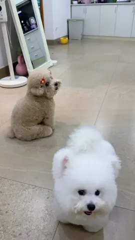 Làm cái gì khó coi dị ta 😂#cúnconđángyêu #CÚN🙈 #thucung #poodle #xhuong 