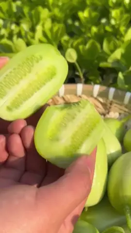 Benih Timun Manis Rangup, mentimun putri, timun putri. segar banyak air semua suka. Cocok Tanam di balkoni, rumah. Tanam sendiri lebih jimat. Try It !!!! #creatorsearchinsights#garden#farmlife#timun#fyp 