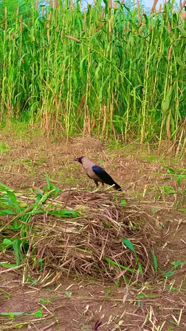 میرا سوہنا پنڈچھینہ اوتاڑ ضلع قصور🥰🍃🌱❤️🌾🌲#1mviews #pindawale #پنڈاں_والے 