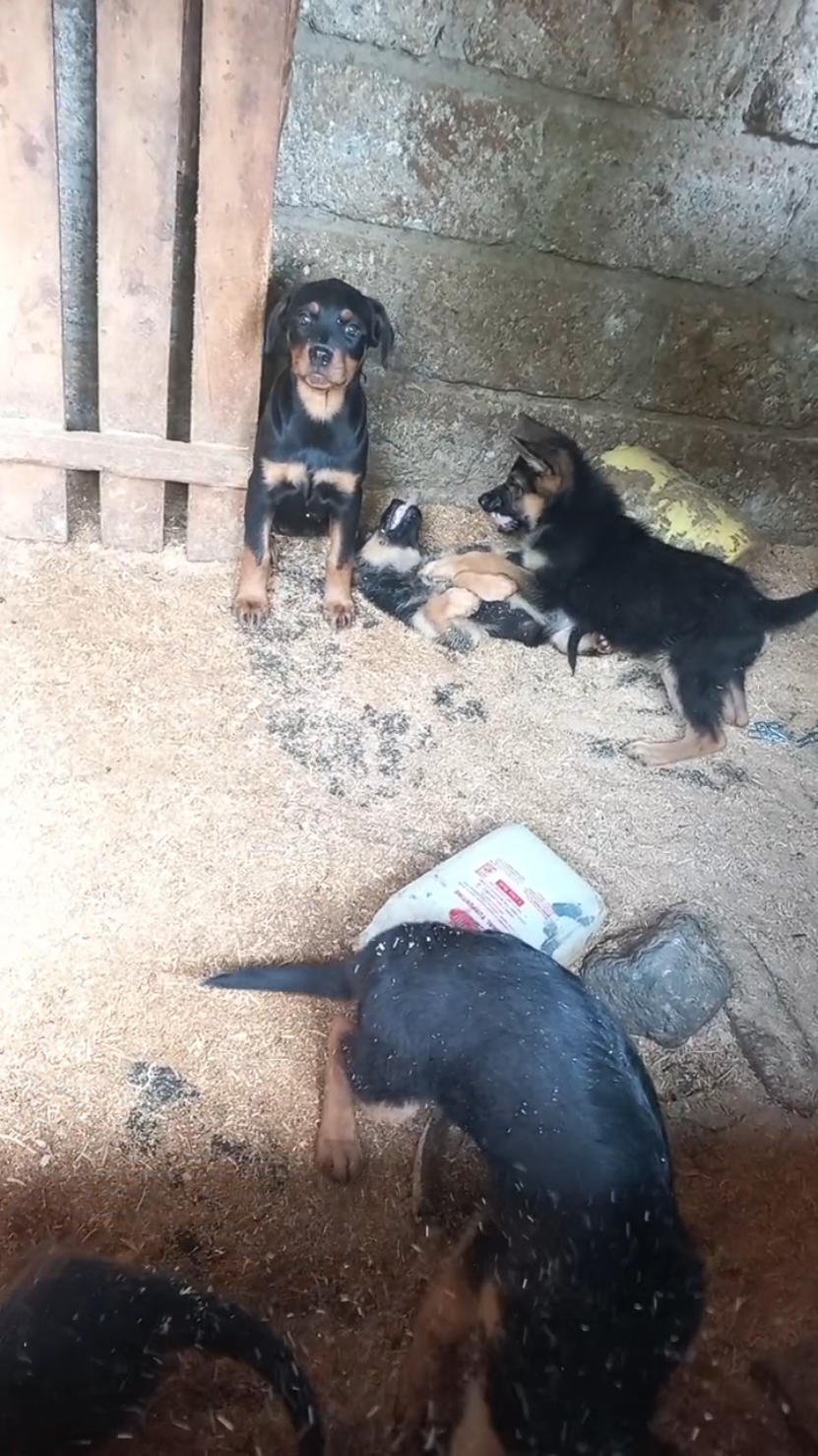 my pets having great moments wrestling each other . #creatorsearchinsights  #mypets #mypetslife #mypet 