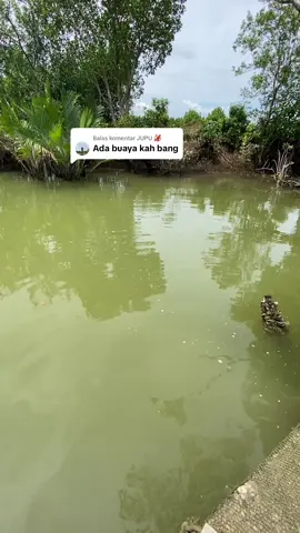 Membalas @JUPU 🦑 😱😱😱🐊🐊#tambak #kalimantan #jupusaja #buayadarat🐊 