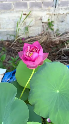 Sen Quan âm hồng #xuhuongtiktok #senmininhat #vuonsenNhaTrang #senmini 