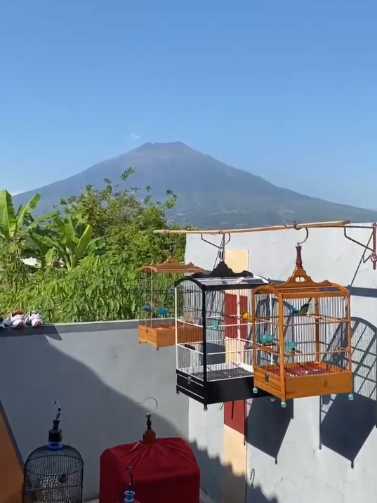 ganti hobi sekk #kicaumania  #cendet  #ciblekmaniaindonesia  #kenarimaniaindonesia 