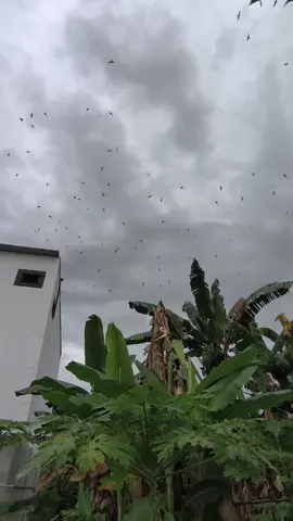 cek binaan Konsel landono  2 hari genap 1 tahun... Alhamdulillah dapat 88 sarang jadi polesan pasti 32 di luar polesan kurang pasti..😁 lokasi Konsel luar biasa 😇... #Dnswaletkonawe #waletkonsel #waletunaaha #WaletSulawesitenggara #waletbombana 