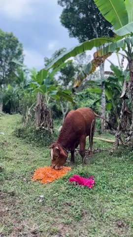 Ready for rent!! Exca PC 10,60,200 yang dapat mengefisienkan proyek kontruksi anda dan menjamin pekerjaan yang cepat selesai, Dengan Excavator ini sangat memudahkan pengalian,pengurukan proyek kontruksi anda, dan tentunya mengirit biaya pengeluaran anda!!! #sewaalatberatungaran #sewaalatberatsemarang #sewaexcavatorungaran #excavatorungaran #excavatorsemarang 