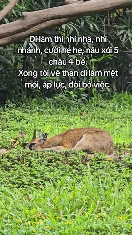 Ai cũng có 1 khoảng thời gian như vậy #GreenCreator #VinWonders #WonderSummer2025 #dulich #xh 