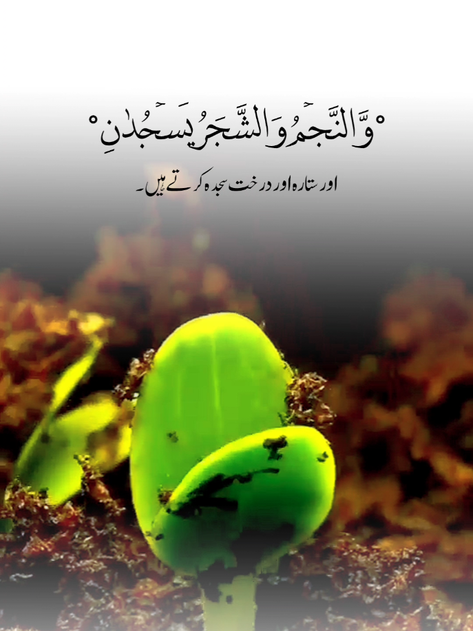 وَّ النَّجۡمُ وَ الشَّجَرُ یَسۡجُدٰنِ اور ستارہ اور درخت سجدہ کرتے ہیں. #unfreezemyacount #foryoupageofficiall #foryoupage #fyp #عِش٘ق 
