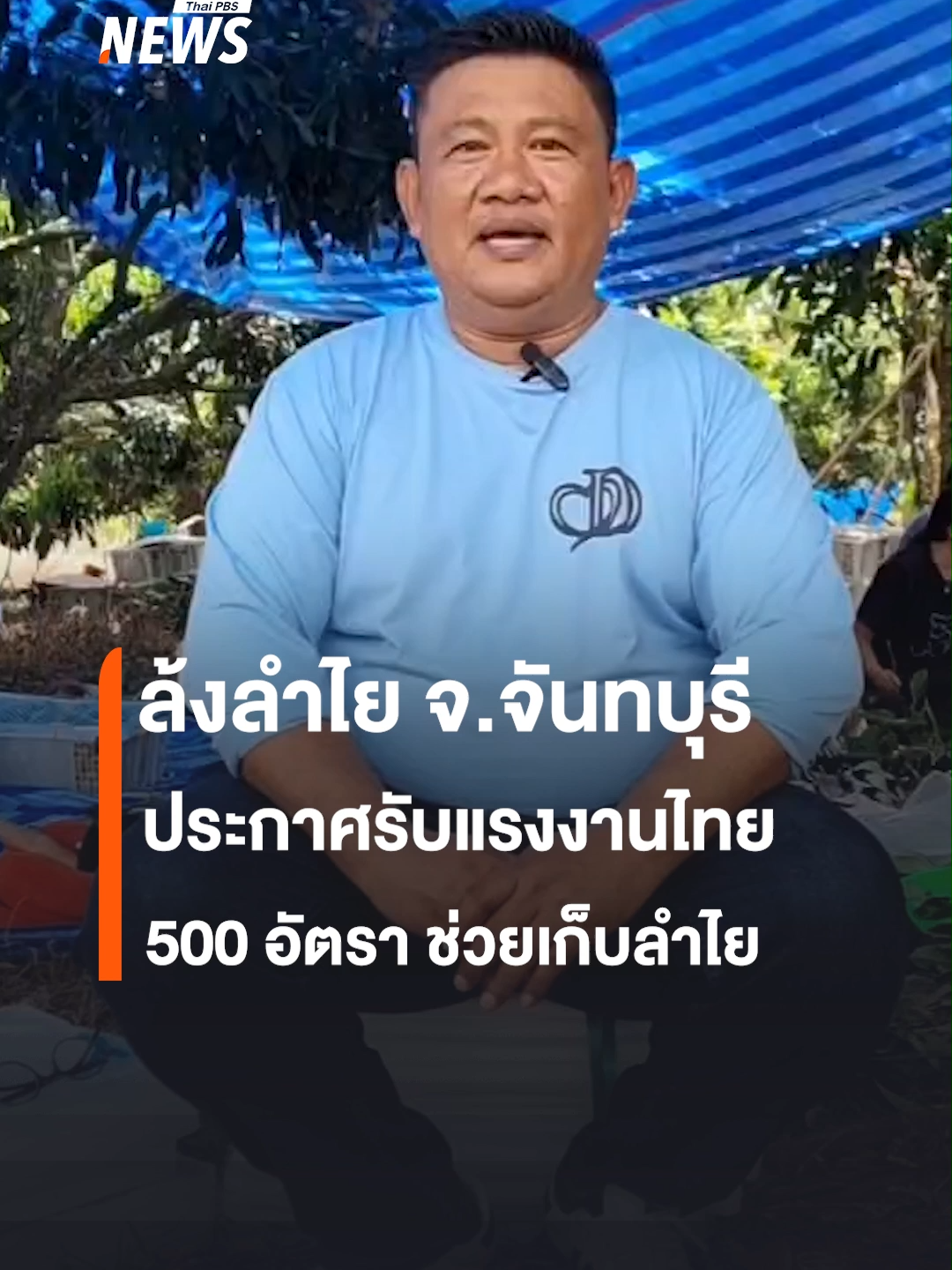 ความต้องการแรงงานเก็บเกี่ยวลำไย เพื่อทดแทนแรงงานกัมพูชา ทำให้ล้งต้องเร่งหาแรงงานไทยมาทดแทน เพราะหลายล้งทำสัญญาล่วงหน้ากับสวนไว้แล้ว และรอการตัด ผู้จัดการฝ่ายจัดซื้อลำไย บ.ทีเอวาย จ.จันทบุรี ระบุว่า บริษัทมีความต้องการแรงงานเก็บลำไยเพิ่มอีก 500 อัตรา ที่ผ่านมาพยามยามหาแรงงานจากหลายจังหวัด แต่ยังไม่เพียงพอ #ลําไย #จันทบุรี #แรงงานไทย #แรงงานกัมพูชา #แรงงาน #ฤดูกาลเก็บเกี่ยว #เกษตรกร #ล้ง #ข่าววันนี้ #ข่าวtiktok #ข่าวไทยพีบีเอส #ข่าวที่คุณวางใจ #ThaiPBSnews