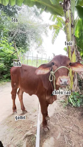 Tuyển ny đi chơi lễ ạ #xhuongtiktok #vairal #fypppppppppppppp #CapCut 
