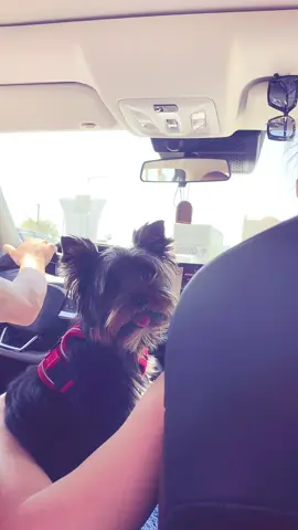 #fypシ #viral #tongue #trend #dog 