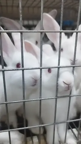 92365691 🔥🔥🔥#اللهم_صلي_على_نبينا_محمد #lapin #أرانب #lapins #مزارع_الڨصرين_للأرانب #kasserine🇹🇳🇹🇳🇹🇳 