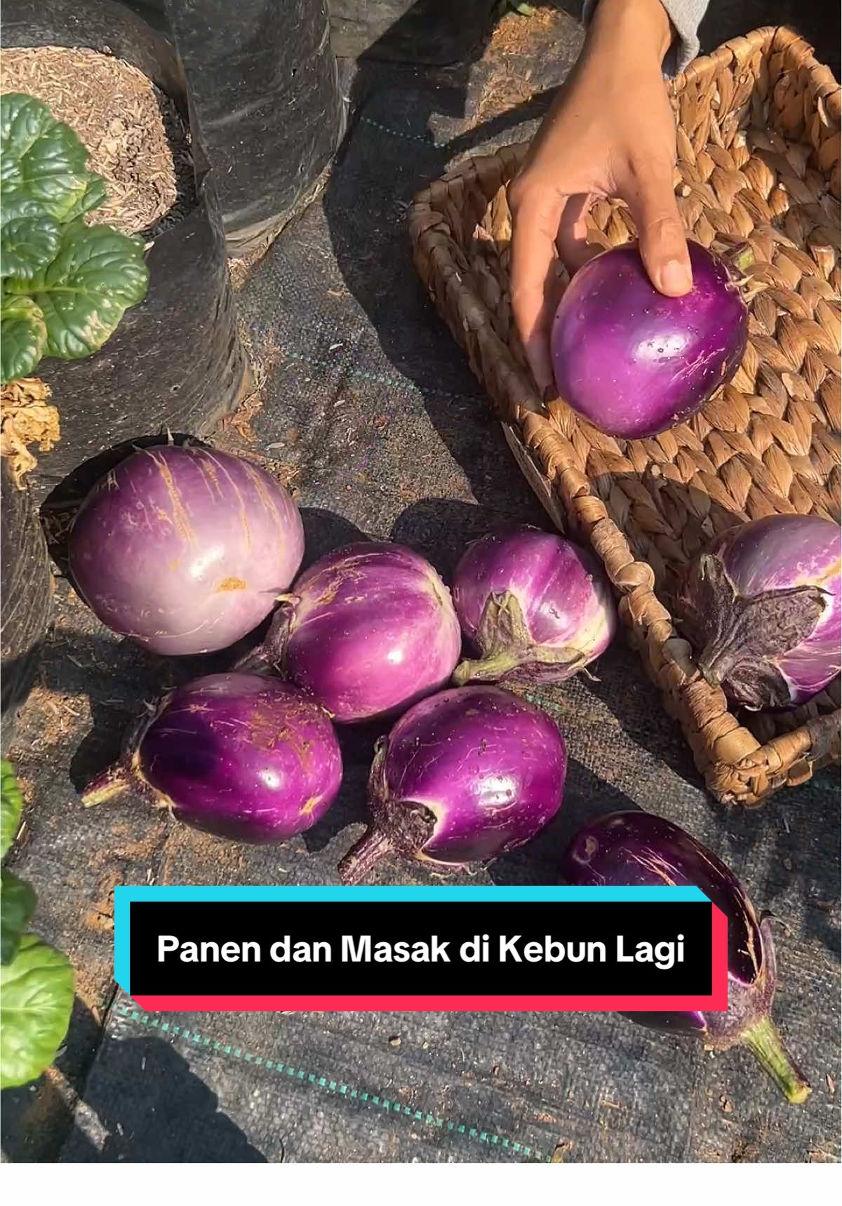 Kenapa lalapan daun mangga tu enak banget sih😭 Pupuknya dari @Benih Seribuan  #gardeningwither #hidupdidesa #masakdikebun #fypシ #masakansederhana 