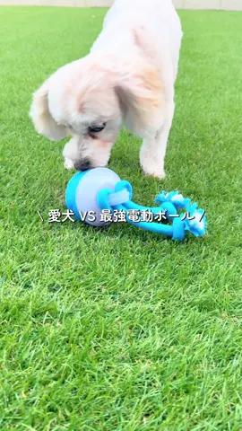 勝手に勝負が始まって 妹子負けていました🥺笑 徐々に慣れていってね✨ #TOPFOX #愛犬 #犬のいる生活 #おもしろ動画 #おすすめ 