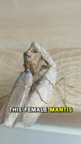 Female praying mantis eats her mate mid-copulation#animals #wildlife #foryoupage 