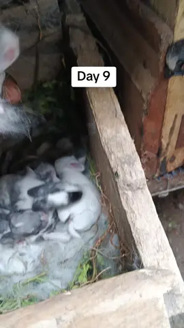 #farming #rabbitfarming #animalfarming #lifestock #fyp 