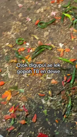 Seng tuwenang cyaaak