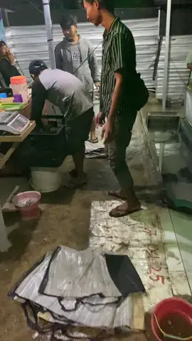 Piye Perasaanmu Kegeser Penimbangan Terakhir 🤭🤭🎣🐋
