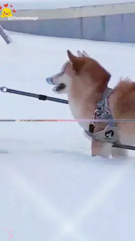 #wenntieresprechenkönnten#lustig#witzig#funny#tiere#animals#meme#lachen#happy#2homiedawgs