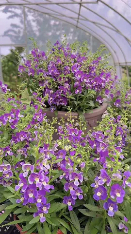 Hoa Ngọc Hân🌸🌸 Loại cây thân thảo mọc bụi có nhiều màu như trắng, tím, hồng. Hoa có mùi hương ngọt dịu. Ưa sáng, chịu hạn tốt dễ chăm sóc và ra hoa liên tục quanh năm🥰 #hoa #hoadep #hoacaycanh #hoasanvuon #hoangochan 