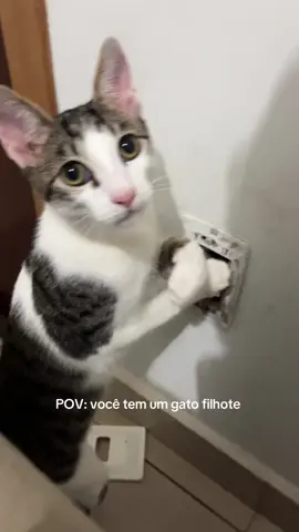 Stupid cat always does things make me laugh #funny #cat #funnycat #cutecat #tiktok #catsoftiktok #fouryou 