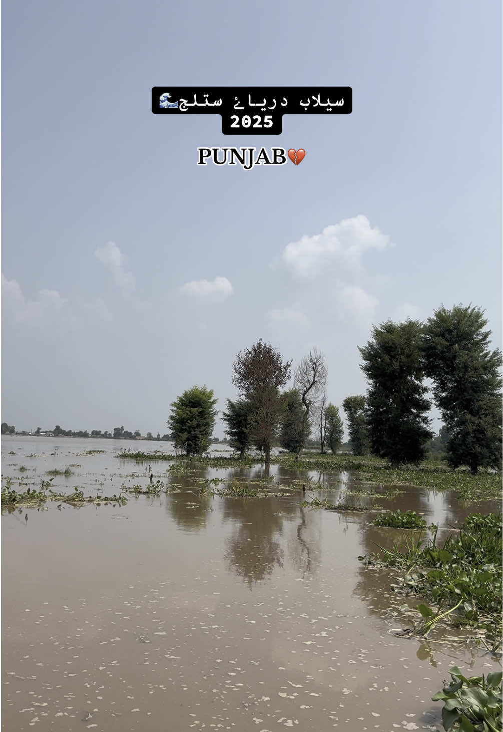 River satluj flood 2025💔#fyp #flood #farmer #punjab 