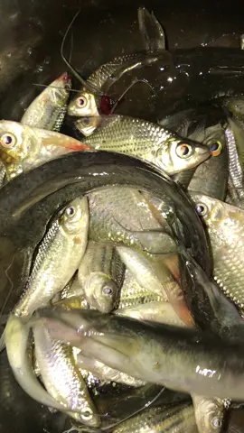 Alhamdulillah hasil mancing sungai deket rumah✨